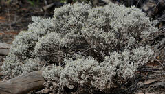 Cratystylis conocephala