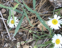 Erigeron arizonicus
