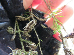 Adelges abietis