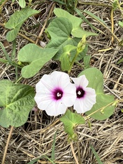 Ipomoea amnicola