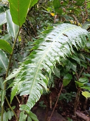 Cyathea horrida