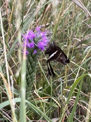 Chioides albofasciatus
