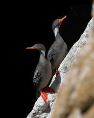 Poikilocarbo gaimardi