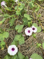 Ipomoea amnicola