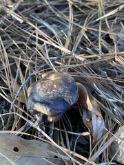 Chroogomphus vinicolor