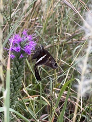 Chioides albofasciatus
