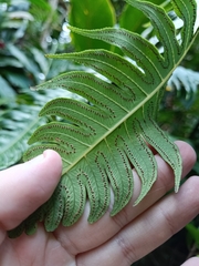 Cyathea horrida