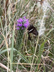 Chioides albofasciatus
