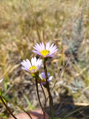 Afroaster serrulatus