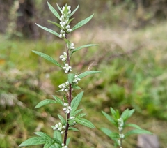 Artemisia indica