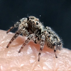 Mexigonus