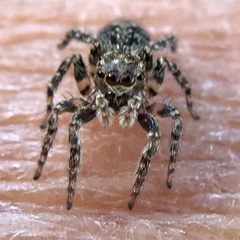 Mexigonus