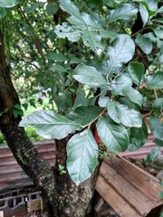 Ehretia anacua