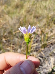 Afroaster serrulatus