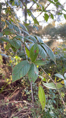 Rubus pensilvanicus