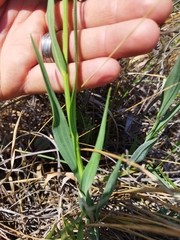 Afroaster serrulatus
