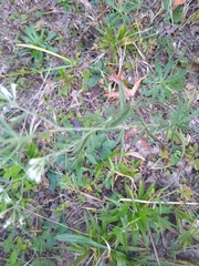 Pseudognaphalium obtusifolium