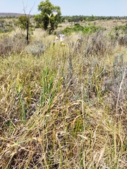 Afroaster serrulatus