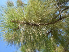 Pinus engelmannii