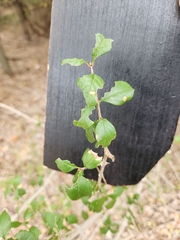 Forestiera pubescens