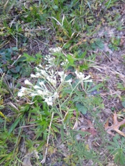 Pseudognaphalium obtusifolium