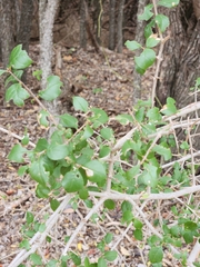 Forestiera pubescens