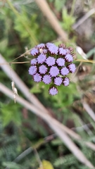 Ageratum corymbosum