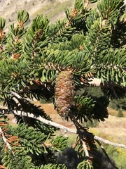 Pinus longaeva