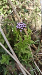 Ageratum corymbosum