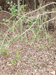 Forestiera pubescens