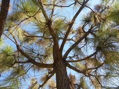 Pinus engelmannii