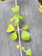 Forestiera pubescens