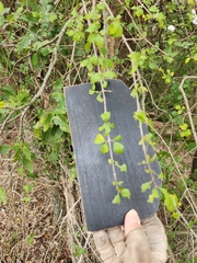 Forestiera pubescens