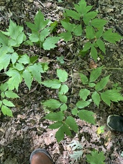 Actaea