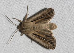 Leucania comma
