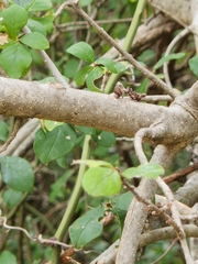 Forestiera pubescens