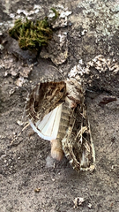 Spodoptera ornithogalli