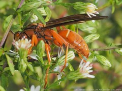 Polistes rubiginosus