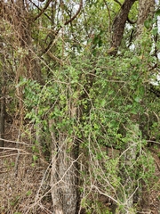Forestiera pubescens