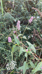 Persicaria pensylvanica