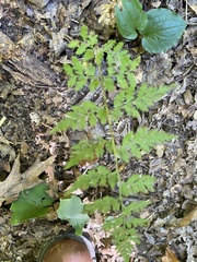 Cystopteris protrusa