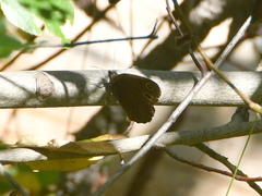 Cercyonis oetus