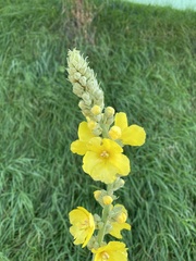 Verbascum phlomoides