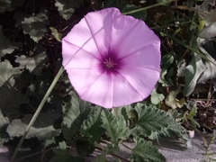 Convolvulus althaeoides