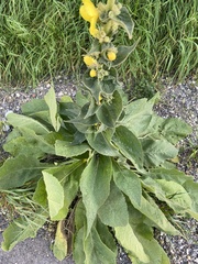 Verbascum phlomoides