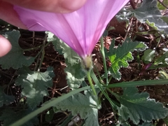 Convolvulus althaeoides