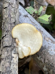 Neofavolus americanus