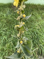 Verbascum phlomoides