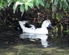 Anas platyrhynchos × Cairina moschata