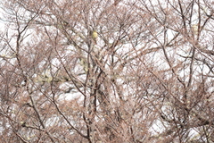 Spinus barbatus